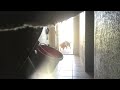 Dog behavior at the door to the barn