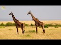 4K Safari Animals : Gombe Stream National Park ,Tanzania - Scenic Wildl Film And Relaxing Music