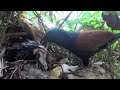 Greater Mother Coucal Bird brings food to feed the babies in their nest #P27
