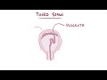 Stages of labor - physiology