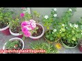 11 December 2023 full blooming my beautiful terrace garden overview