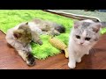 Mother cat is bullied by a cat, the kitten comes to the rescue in time.#cat #catshorts#cutecat