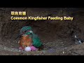 翠鳥 - 育雛/Common Kingfisher - feeding baby