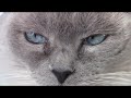 Cat’s eyes quiver and shake – Nystagmus - Blue Point Siamese