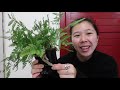 EASY BEGINNERS FERN | RABBITS FOOT FERN CARE GUIDE