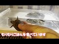 【飼育紹介】先日お迎えした美ガメにつけたとんでもない名前とは・・・