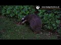 Delightful footage of badgers feeding in the ivy and on the lawn as summer daylight turns to dusk