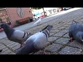 Awesome Pigeons