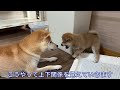 【柴犬 子犬】たまにはゆるゆるまったり遊んでみる子犬