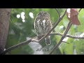 曾文水庫鵂鶹(2021)4K|Owl of Zengwen Reservoir