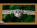 Celebrating International Owl Awareness Day