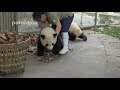 Panda Cubs Flummox Desperate Zookeeper