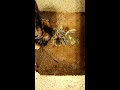 Tarantula vs Mantis Round 3