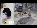 🐈😹 You Laugh You Lose Dogs And Cats 😻😹 Funny Animal Videos # 16
