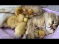 Funny cat instructs mother duck and ducklings in a meeting.😂Cute and interesting animal videos