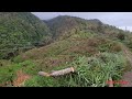 The Aftermath of Hurricane Beryl # Blaize St.Andrew Grenada 🇬🇩 # The Damage done to the farmers