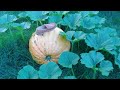 Mystery Pumpkin 2023 (video 3)