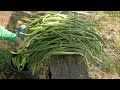 Rural Life Gardening: Planting, Growing, Harvesting Vegetables & Corn. season 2, prt. 8