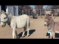 Mini donkey sees other donkeys for the first time in 10 years.