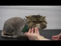 We saved his life! Ungrateful Spicy Mayonnaise has returned | Persian Cat