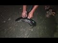 The Strong Resistance of Large Snakehead Fish When Hit by a Spear
