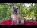 French Bulldog Has WORST Day At The Beach **Warning Contains TANTRUMS