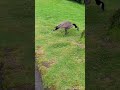 God tier goose video I made for some school project