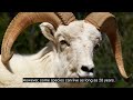 Sheep vs. Goats: How to Distinguish Them???