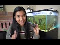 Musk Turtle Care Guide (the best beginner turtle?!)