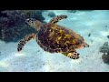 Under Red Sea 4K Ultra HD 🐠 Beautiful Coral Reef Fish in Aquarium, Sea Animals for Relaxation #9