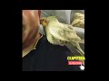 Cockatiel Sing  Invite & Impress To  Subscribe ‼️ 🦜#cutebird #cockatiel #parrots #birdslover