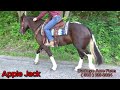 Apple Jack Stunning 4 yr 16 hand draft cross gelding| rides english| Rides western| drives| traffic