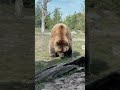 Grizzly Bear Sniffing the Ground