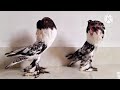 beautiful varieties of pom pouter fancy pigeon