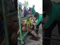 Easy way to slaughter a sacrificial cow Eid Al Adha Mubarok