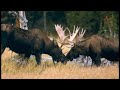 All About Moose for Kids: Animal Videos for Children - FreeSchool