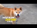 11 MINS OF DANK SHIBE MEMES