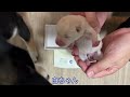 【柴犬 子犬】産まれたばかりだけど逞しく動き回る子犬