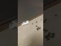 Hamster by poop(s)