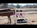 3 Horses   #horses #california #petlovers #nature #horse #animals