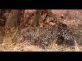 African Wild dogs attack a male Leopard in Savuti Botswana by Stu Porter
