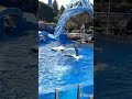 Lunch at Sea World and Dolfin Show! San Diego,  California 🐬