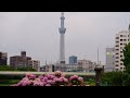 旧中川水辺公園の紫陽花、爽やかレディさんが盛り上げる-Hydrangeas at Kyu-Nakagawa Mizube  Park TOKYO