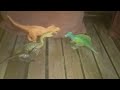 dinosaur vs dinosaur