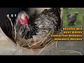 Top 5 *Best* Broody Chicken Breeds