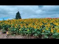 SUMMER IN HOKKAIDO | FURANO LAVENDER FIELD | FARM TOMITA | BIEI BLUE POND | MAMUN CHOWDHURY | JAPAN