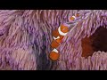 4K Underwater Wonders - Relaxing Music - Coral Reefs, Fish & Colorful Sea Life - 4K ULTRA HD VIDEO