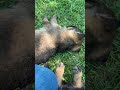 German Shepherd Puppies Meet a Goat #puppy #puppies #germanshepherd #gsd