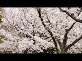 桜3/29岡山県開花状況