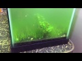 Lights out to kill algae?